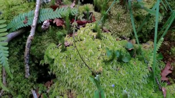 Moss Green Ferns Growing Area River Shadowy Part Wall Land — Stock Video