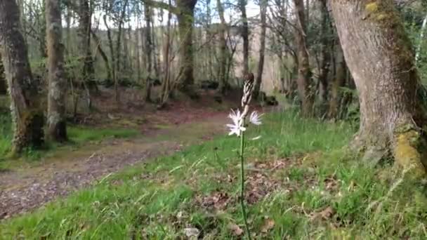 Asphodelus Albus Asfodelo Conhecida Como San Jos Rod Uma Planta — Vídeo de Stock