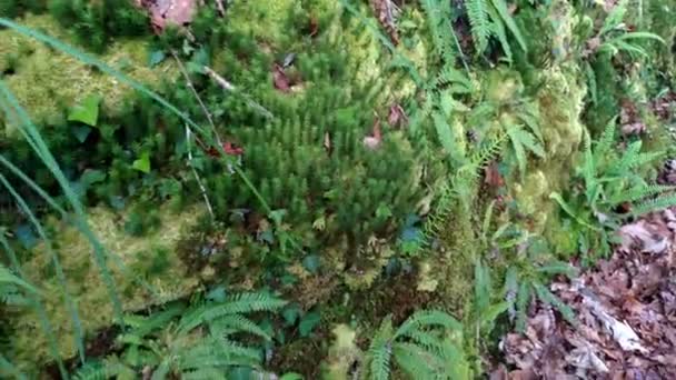 Moss Helechos Vegetación Creciendo Ladera Una Pared Tierra Zona Sombreada — Vídeo de stock