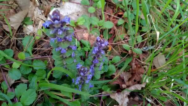 Wild Bumblebee Collecting Pollen Urging Wildflower Called Ajuga Reptans Grows — Stock Video