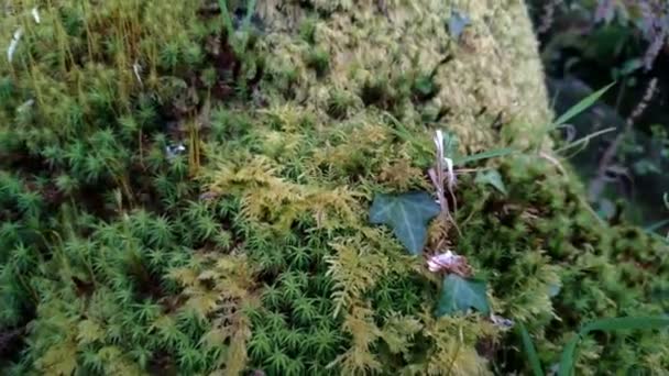 Fougères Mousse Qui Poussent Sur Tronc Chêne Centenaire Côté Rivière — Video