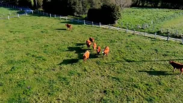 Ganado Orgánico Amanecer Prado Hierba Con Camino Tierra Protegido Con — Vídeos de Stock