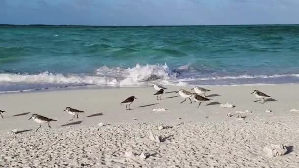 Wilson Plovers Zeevogels Kudde Rennend Wit Zand Strand Wacht Prooi — Stockvideo