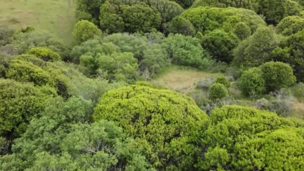 Drone Voando Sobre Inúmeras Árvores Orgânicas Rochas Para Revelar Paisagem — Vídeo de Stock