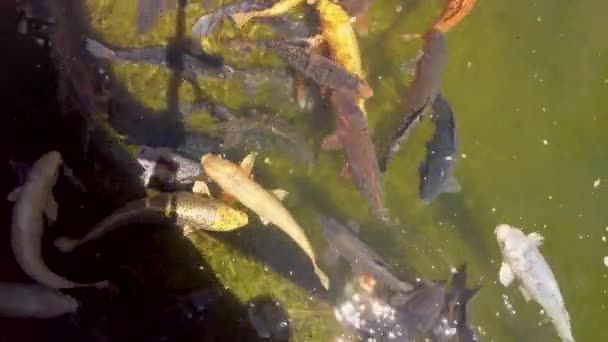 Nishikigoi Kio Vissen Voeden Het Japanse Garden Central Park San — Stockvideo