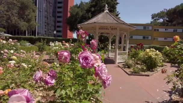 Central Park Rose Garden Featuring Beautiful Pink Love Lektvar Rose — Stock video