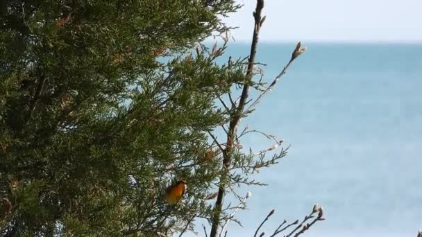 一只黑莓莺在海边的一棵绿树上跳舞 — 图库视频影像