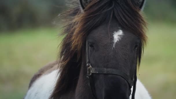 Eine Nahaufnahme Eines Schwarz Weißen Pferdes Einem Saftig Grünen Feld — Stockvideo
