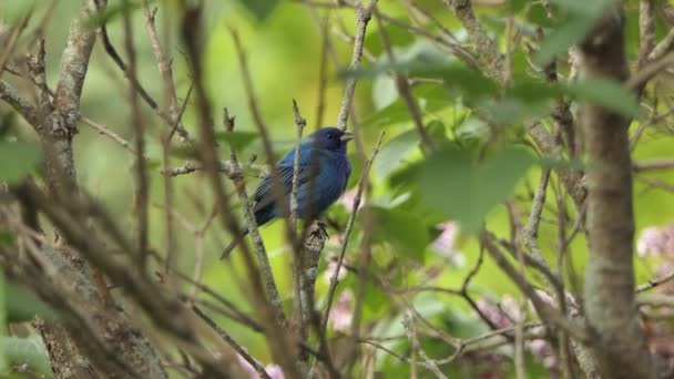 Blue Feathered Bush Bird Indigo Bunting Sit Branch Singing — Stockvideo