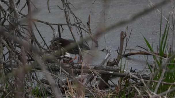 Birdwatching Ένα Πράσινο Ερωδιός Ψάχνει Για Φαγητό Στο Point Pelee — Αρχείο Βίντεο