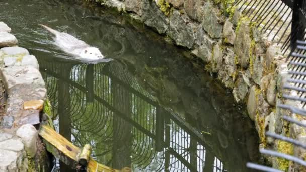 Eine Weiße Nutria Gleitet Durch Den Wasserkanal Tierpark Slowmo — Stockvideo