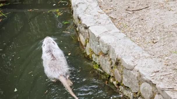 Nutria Rodent Swimming Pond Zoo Макро Замедленное Движение — стоковое видео