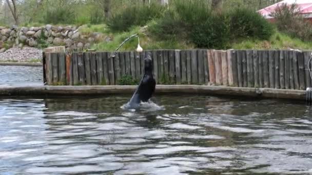Grey Seal Jump Water Reach Touch Hanging Ball Park Slow — Vídeo de Stock