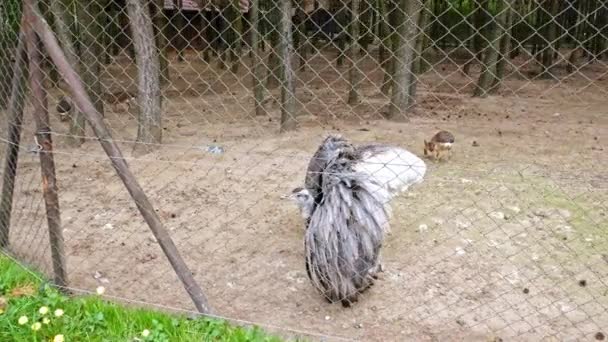 Juvenile Ostrich Står Inne Buren Med Öppna Vingar Närbild — Stockvideo