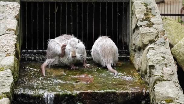 Two Nutrias Bathing Flowing Water Iron Grate Water Canal Animal — Stock Video