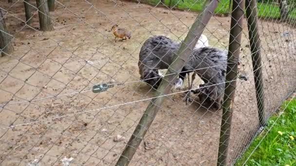 Emu Rozprostírá Své Shaggy Gray Křídla Uvnitř Uzavřeného Zvířecím Parku — Stock video