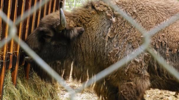 Europäische Bisons Fressen Heu Einem Drahtgebundenen Gehege Tierpark Nahaufnahme Slowmo — Stockvideo