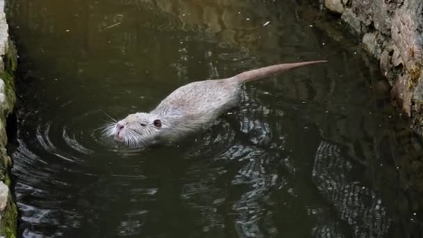 White Nutria Myocastor Coypus Swimming Mossy Canal High Angle Slowmo — 비디오