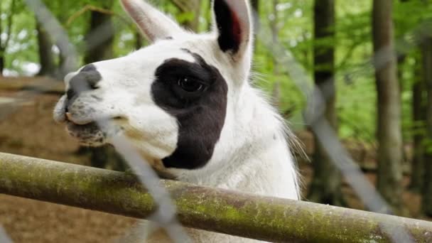 Schattige Zwart Witte Lama Die Door Een Bedraad Hek Kijkt — Stockvideo