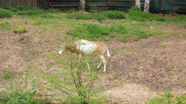 Scimitar Horned Oryx Walking Paddock Animal Park Medium Shot Slowmo — Stock Video