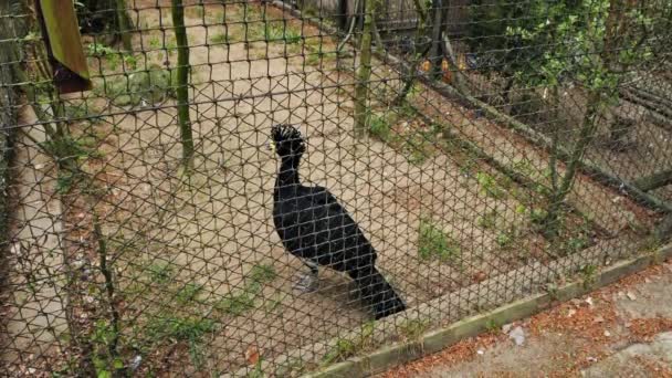 Yellow Knobbed Curassow Bird Captivity Wire Mesh Fence Close — Video Stock