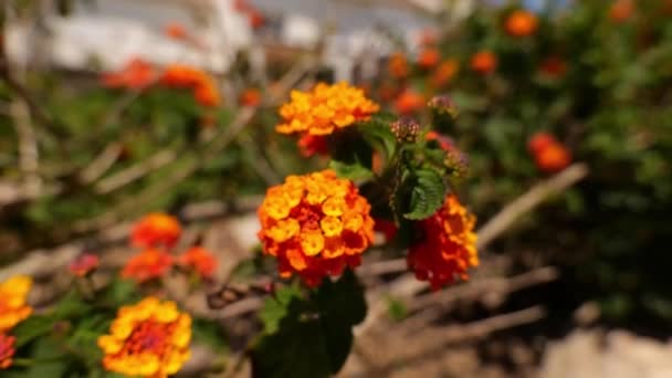 Baharda Bahçede Portakal Çiçekli Lantana Camara Raf Odağı — Stok video