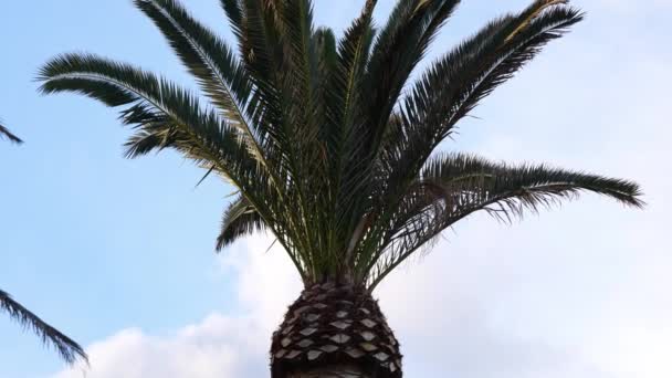 Looking Trunk Palm Tree Branches Gently Swaying Wind Slow Motion — Vídeo de stock