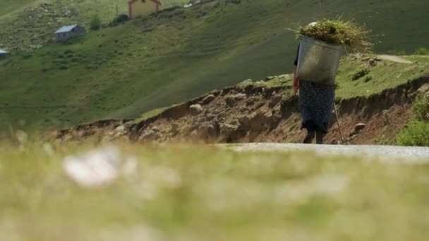 Rear View Villager Woman Walking Mountains Carrying Basket Full Herbs — ストック動画