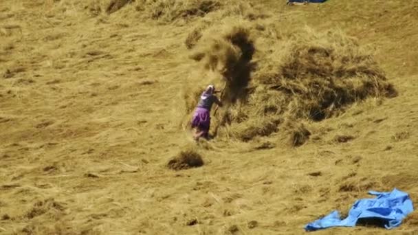 Traditioneel Tarwe Oogst Vrouw Het Verzamelen Van Gemaaide Tarwe Met — Stockvideo