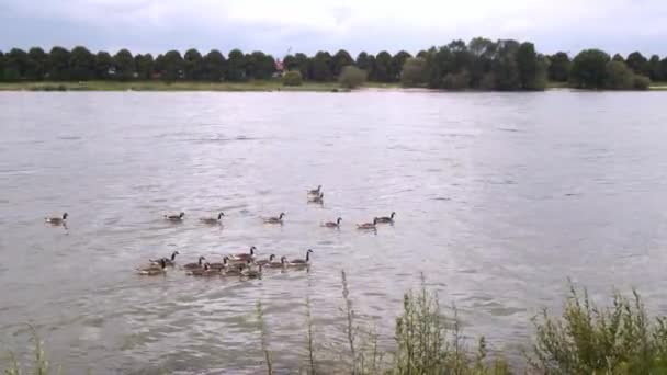 Een Groep Ganzen Zwemt Het Troebele Water Van Rijn Richting — Stockvideo