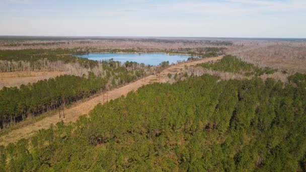 Cavi Elettrici Attraversano Fitti Boschi Che Fungono Antincendio North Carolina — Video Stock