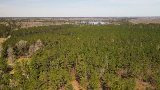 Exuberantes Árboles Verdes Extienden Hacia Vasto Paisaje Estéril — Vídeo de stock