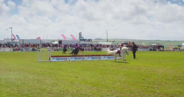 Shetland Pony Horses Gallop Fence Jumping Royal Cornwall Show 2022 — Vídeo de Stock