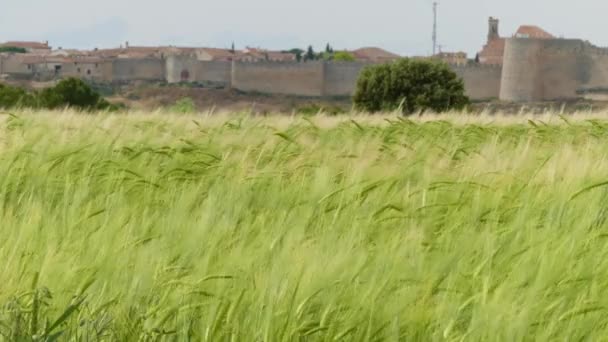 Amplio Campo Trigo Verde Por Uruea Ciudad Castilia España Primavera — Vídeos de Stock