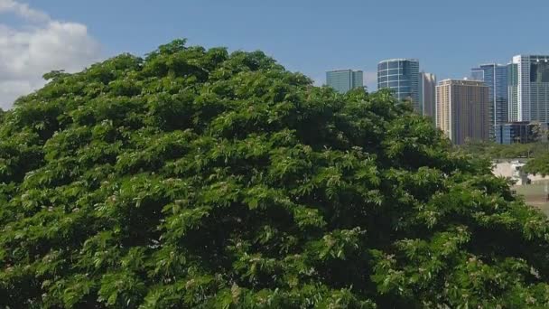 Vue Montante Révélant Plage Ala Moana Ralenti Par Une Journée — Video