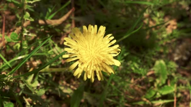 Top View Yellow Dandelion — Videoclip de stoc