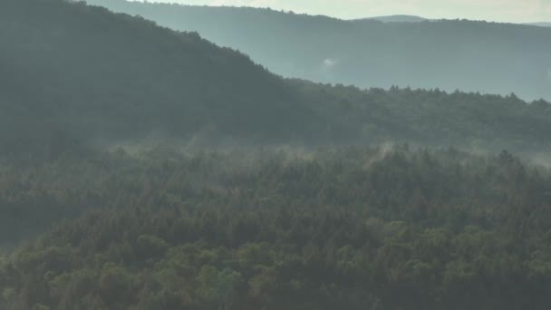 Dichte Waldwildnis Bedeckt Mit Leichtem Nebel — Stockvideo