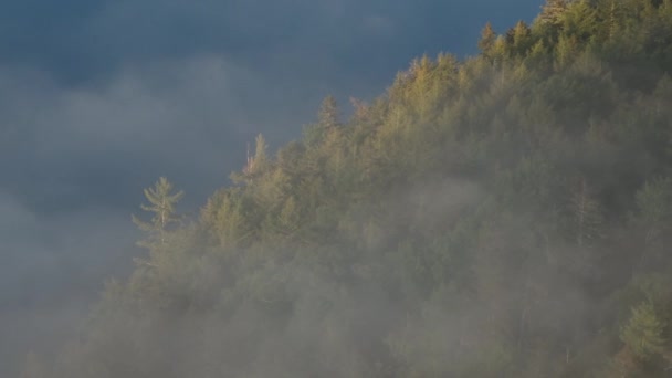 Εναέρια Ανάβαση Μέσω Πυκνής Ομίχλης Από Λίμνη Μέσα Στην Άγρια — Αρχείο Βίντεο