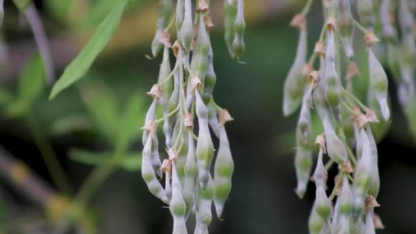 Hochgefährliche Und Giftige Samenschoten Des Gewöhnlichen Laburnum Baums Die Einem — Stockvideo