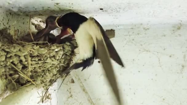 屋根の下で家族の巣の中で待っているかわいい鳥の雛に餌をやる母親を飲み込む 子供の世話をするマーティンの春の鳥の親 近くでゆっくりとした動きを — ストック動画