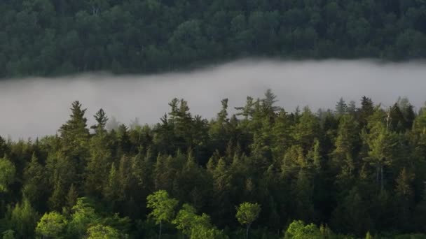 Breathtaking Aerial Low Cloud Dense Woodland — Stockvideo