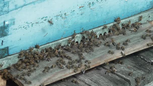 Primer Plano Las Abejas Que Van Vienen Una Colmena Apícola — Vídeo de stock