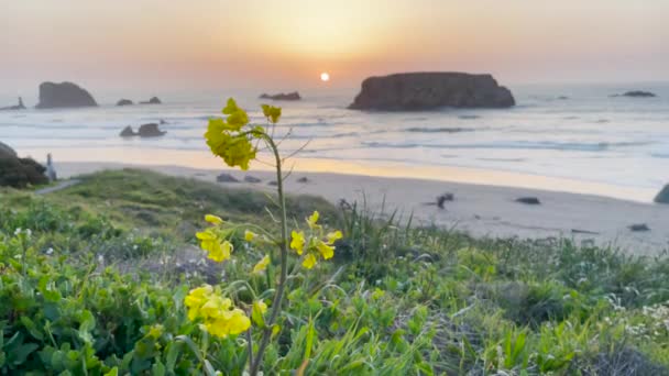 Flor Silvestre Amarilla Oregon Coast Bandon Playa Puesta Sol — Vídeos de Stock