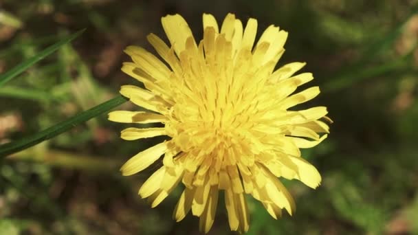 Extreme Close Van Een Paardenbloem Van Bovenaf Gezien Blauwe Wijting — Stockvideo