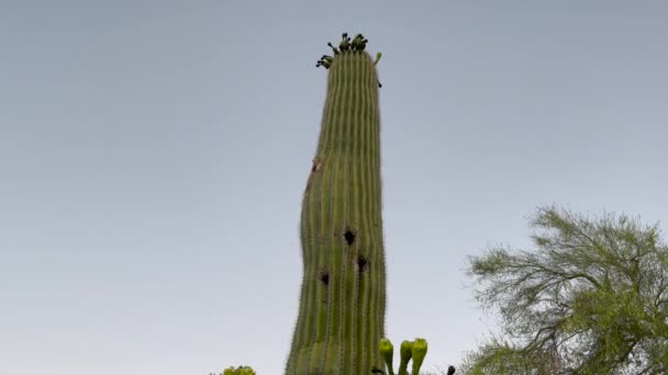 Riesiger Saguaro Kaktus Mit Löchern Darin Vögel Nutzen Das Loch — Stockvideo