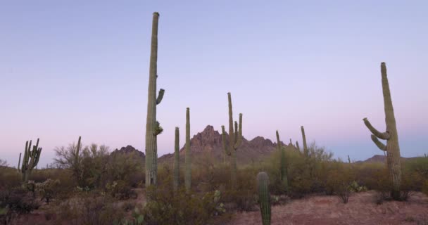 Atardecer Pacífico Timelapse Con Cactus Saguaro Arizona — Vídeo de stock