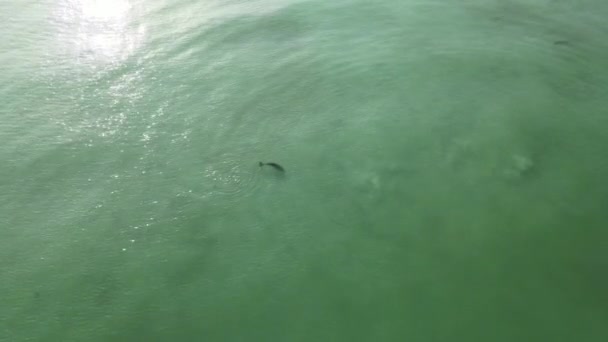 Dolphin Found Playing Alone Ocean Beach Sandbar Area Single Dolphin — Stockvideo