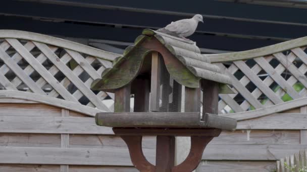 Halstaube Auf Dem Dach Eines Vogeltisches Vor Dem Abflug — Stockvideo