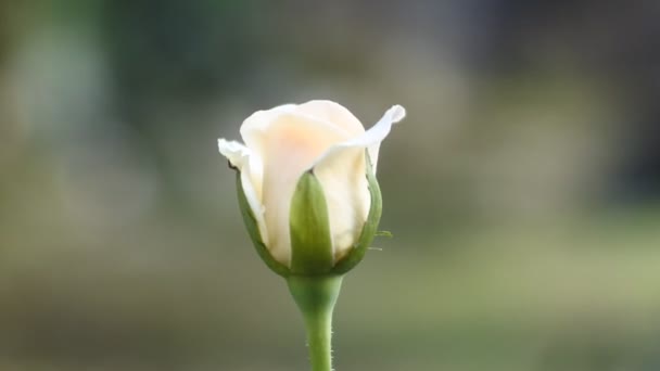 Czerwonawe Białe Pąki Róż Wideo Dekoracyjny Kwiat Wyświetlacz — Wideo stockowe