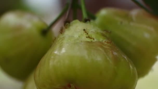 Tientallen Ranger Mieren Mosselen Oecophylla Werken Samen Bijten Guava Video — Stockvideo